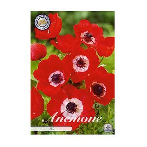 Casa si Gradina - Gradinarit si plante - Plante si ghivece - Infinity.ro