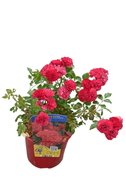 Trandafir pitic, Rosa Fairy Dance 'Harward' C2, ghiveci 2 litri