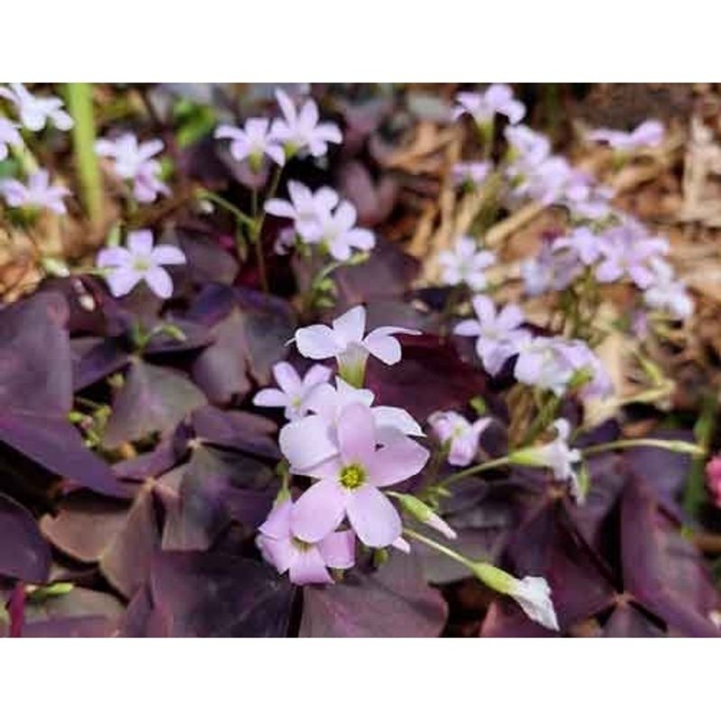 Casa si Gradina - Gradinarit si plante - Plante si ghivece - Bulbi, seminte si rasaduri - Bulbi Trifoi - Macris Oxalis, Triangularis, Mov, ., 5 bulbi - Infinity.ro