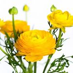 Casa si Gradina - Gradinarit si plante - Plante si ghivece - Bulbi, seminte si rasaduri - Bulbi Piciorul Cocosului Ranunculus, Yellow, Galben, 10/+, 5 bulbi - Infinity.ro