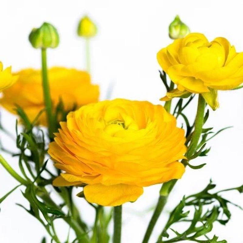 Casa si Gradina - Gradinarit si plante - Plante si ghivece - Bulbi, seminte si rasaduri - Bulbi Piciorul Cocosului Ranunculus, Yellow, Galben, 10/+, 5 bulbi - Infinity.ro