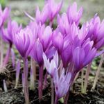 Casa si Gradina - Gradinarit si plante - Plante si ghivece - Bulbi, seminte si rasaduri - Bulbi Braduse Gigant de toamna Colchicum, Giant, Roz, 24/+, 1 bulbi - Infinity.ro
