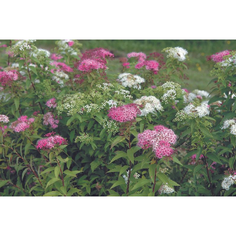 Casa si Gradina - Gradinarit si plante - Plante si ghivece - Bulbi, seminte si rasaduri - Planta Cununita, Spiraea Japonica Genpei, ghiveci 2 litri - Infinity.ro