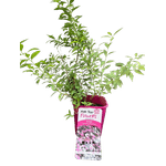 Casa si Gradina - Gradinarit si plante - Plante si ghivece - Bulbi, seminte si rasaduri - Planta Cununita, Spiraea Japonica Genpei, ghiveci 2 litri - Infinity.ro