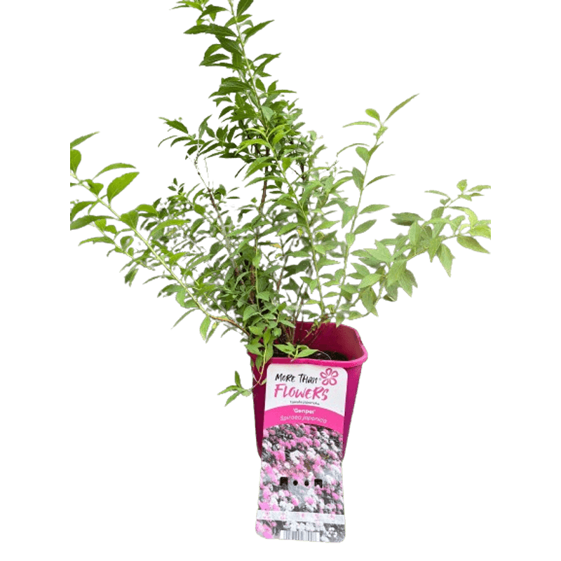 Casa si Gradina - Gradinarit si plante - Plante si ghivece - Bulbi, seminte si rasaduri - Planta Cununita, Spiraea Japonica Genpei, ghiveci 2 litri - Infinity.ro