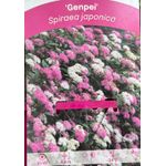 Casa si Gradina - Gradinarit si plante - Plante si ghivece - Bulbi, seminte si rasaduri - Planta Cununita, Spiraea Japonica Genpei, ghiveci 2 litri - Infinity.ro