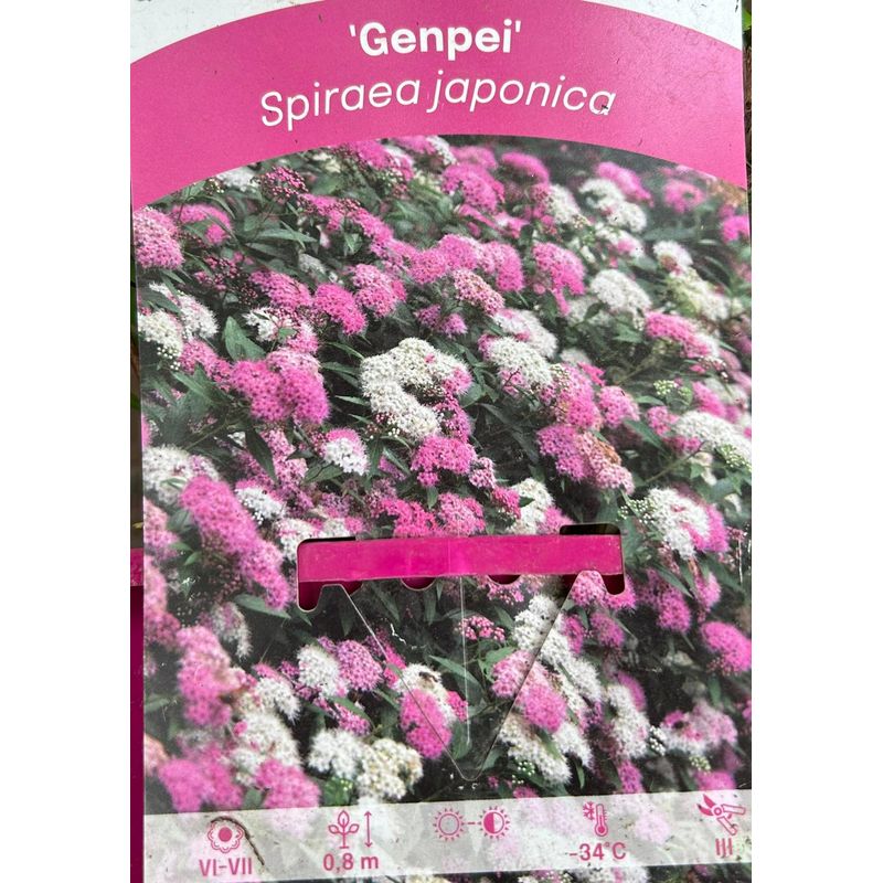 Casa si Gradina - Gradinarit si plante - Plante si ghivece - Bulbi, seminte si rasaduri - Planta Cununita, Spiraea Japonica Genpei, ghiveci 2 litri - Infinity.ro