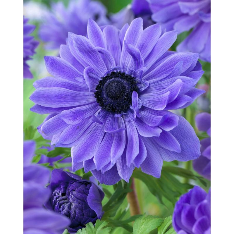 Casa si Gradina - Gradinarit si plante - Plante si ghivece - Bulbi, seminte si rasaduri - Bulbi Anemone, Coronaria Lord Lieutenant, Albastru, 5/6, 10 bulbi - Infinity.ro