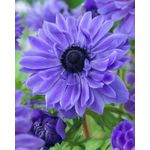 Casa si Gradina - Gradinarit si plante - Plante si ghivece - Bulbi, seminte si rasaduri - Bulbi Anemone, Coronaria Lord Lieutenant, Albastru, 5/6, 10 bulbi - Infinity.ro