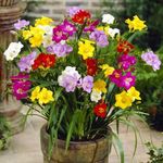 Casa si Gradina - Gradinarit si plante - Plante si ghivece - Bulbi, seminte si rasaduri - Bulbi Freesia Simpla Mix 7/8, 10 bulbi - Infinity.ro