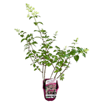 Casa si Gradina - Gradinarit si plante - Plante si ghivece - Bulbi, seminte si rasaduri - Hortensie, Hydrangea paniculata 'SUNDAE FRAISE' - Infinity.ro