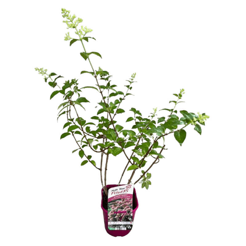 Casa si Gradina - Gradinarit si plante - Plante si ghivece - Bulbi, seminte si rasaduri - Hortensie, Hydrangea paniculata 'SUNDAE FRAISE' - Infinity.ro