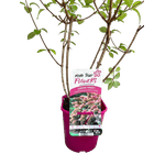 Casa si Gradina - Gradinarit si plante - Plante si ghivece - Bulbi, seminte si rasaduri - Hortensie, Hydrangea paniculata 'SUNDAE FRAISE' - Infinity.ro