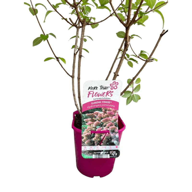 Casa si Gradina - Gradinarit si plante - Plante si ghivece - Bulbi, seminte si rasaduri - Hortensie, Hydrangea paniculata 'SUNDAE FRAISE' - Infinity.ro