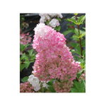 Casa si Gradina - Gradinarit si plante - Plante si ghivece - Bulbi, seminte si rasaduri - Hortensie, Hydrangea paniculata 'SUNDAE FRAISE' - Infinity.ro