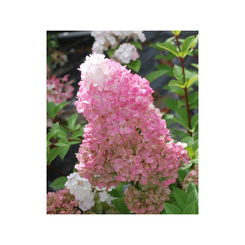 Casa si Gradina - Gradinarit si plante - Plante si ghivece - Bulbi, seminte si rasaduri - Hortensie, Hydrangea paniculata 'SUNDAE FRAISE' - Infinity.ro