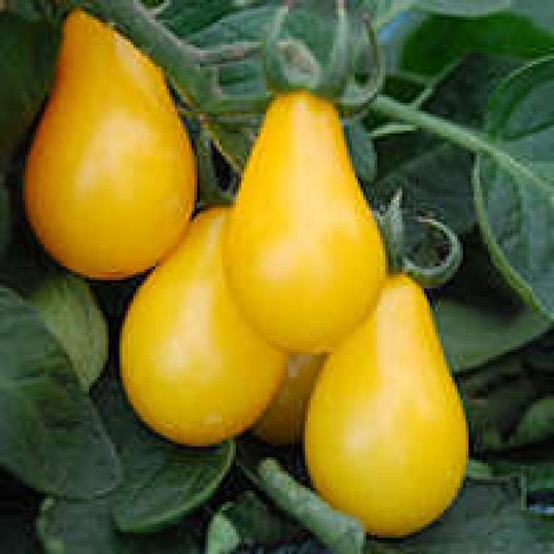 Casa si Gradina - Gradinarit si plante - Plante si ghivece - Bulbi, seminte si rasaduri - Seminte tomate Yellow Pearshaped 0.5g - Infinity.ro