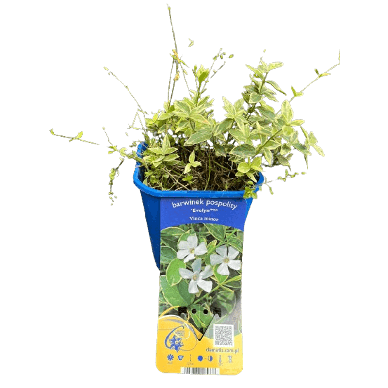 Casa si Gradina - Gradinarit si plante - Plante si ghivece - Plante in ghiveci - Planta Vinca Minor 'Evelyn' PBR, ghiveci 2 litri - Infinity.ro