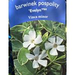 Casa si Gradina - Gradinarit si plante - Plante si ghivece - Plante in ghiveci - Planta Vinca Minor 'Evelyn' PBR, ghiveci 2 litri - Infinity.ro