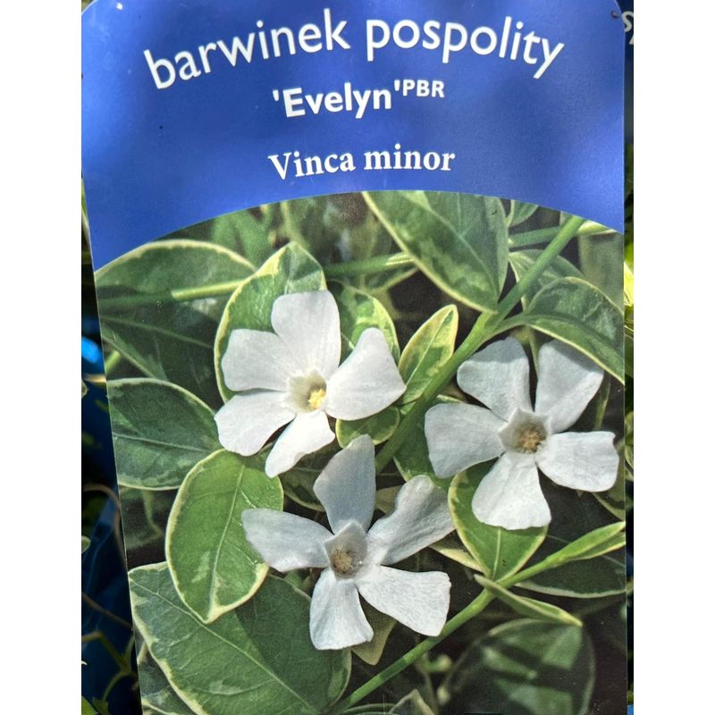 Casa si Gradina - Gradinarit si plante - Plante si ghivece - Plante in ghiveci - Planta Vinca Minor 'Evelyn' PBR, ghiveci 2 litri - Infinity.ro