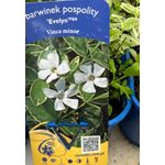 Casa si Gradina - Gradinarit si plante - Plante si ghivece - Plante in ghiveci - Planta Vinca Minor 'Evelyn' PBR, ghiveci 2 litri - Infinity.ro