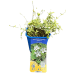 Casa si Gradina - Gradinarit si plante - Plante si ghivece - Plante in ghiveci - Planta Vinca Minor 'Evelyn' PBR, ghiveci 2 litri - Infinity.ro