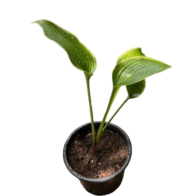 Casa si Gradina - Gradinarit si plante - Plante si ghivece - Plante in ghiveci - Planta Hosta Ivory Coast, variegata, ghiveci 15cm - Infinity.ro