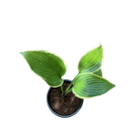 Casa si Gradina - Gradinarit si plante - Plante si ghivece - Plante in ghiveci - Planta Hosta Ivory Coast, variegata, ghiveci 15cm - Infinity.ro