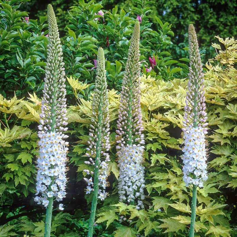 Casa si Gradina - Gradinarit si plante - Plante si ghivece - Bulbi, seminte si rasaduri - Bulbi Crin de stepa, Lumanarea desertului Eremurus, Robustus, Roz/Alb, I, 1 bulbi - Infinity.ro