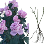Casa si Gradina - Gradinarit si plante - Plante si ghivece - Bulbi, seminte si rasaduri - Trandafiri Sisi Blue Moon, radacina nuda - Infinity.ro