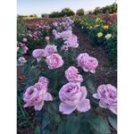 Casa si Gradina - Gradinarit si plante - Plante si ghivece - Bulbi, seminte si rasaduri - Trandafiri Sisi Blue Moon, radacina nuda - Infinity.ro