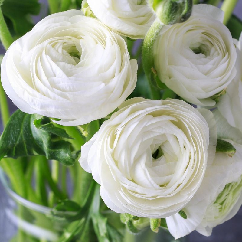 Casa si Gradina - Gradinarit si plante - Plante si ghivece - Bulbi, seminte si rasaduri - Bulbi Piciorul Cocosului Ranunculus, White, Alb, 10/+, 5 bulbi - Infinity.ro