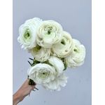 Casa si Gradina - Gradinarit si plante - Plante si ghivece - Bulbi, seminte si rasaduri - Bulbi Piciorul Cocosului Ranunculus, White, Alb, 10/+, 5 bulbi - Infinity.ro