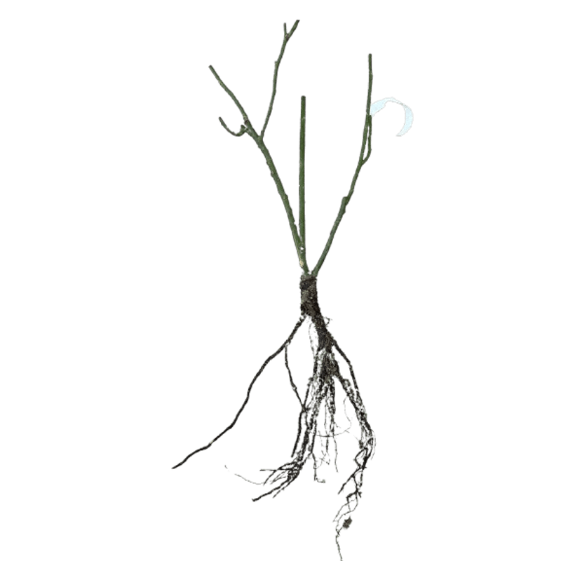 Casa si Gradina - Gradinarit si plante - Plante si ghivece - Bulbi, seminte si rasaduri - Trandafiri Black Bccara, radacina nuda - Infinity.ro