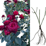 Casa si Gradina - Gradinarit si plante - Plante si ghivece - Bulbi, seminte si rasaduri - Trandafiri Black Bccara, radacina nuda - Infinity.ro