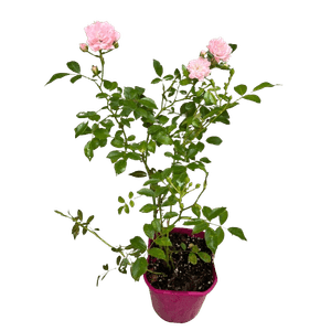 Casa si Gradina - Gradinarit si plante - Plante si ghivece - Infinity.ro