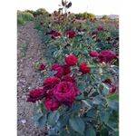 Casa si Gradina - Gradinarit si plante - Plante si ghivece - Bulbi, seminte si rasaduri - Trandafiri Black Bccara, radacina nuda - Infinity.ro