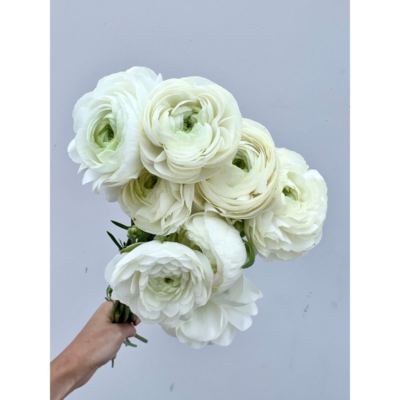 Casa si Gradina - Gradinarit si plante - Plante si ghivece - Bulbi, seminte si rasaduri - Bulbi Piciorul Cocosului Ranunculus, White, Alb, 6/7, 10 bulbi - Infinity.ro