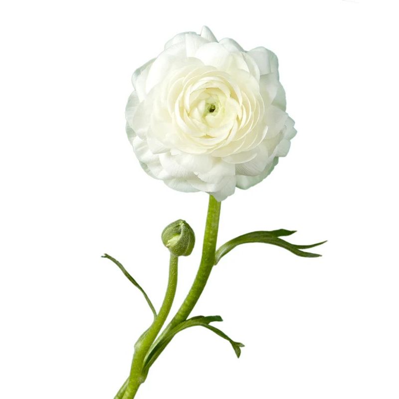 Casa si Gradina - Gradinarit si plante - Plante si ghivece - Bulbi, seminte si rasaduri - Bulbi Piciorul Cocosului Ranunculus, White, Alb, 6/7, 10 bulbi - Infinity.ro