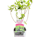 Casa si Gradina - Gradinarit si plante - Plante si ghivece - Plante in ghiveci - Hortensie, Hydrangea paniculata, MOJITO - Infinity.ro