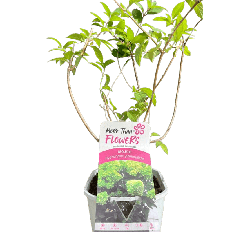 Casa si Gradina - Gradinarit si plante - Plante si ghivece - Plante in ghiveci - Hortensie, Hydrangea paniculata, MOJITO - Infinity.ro
