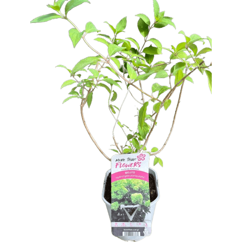 Casa si Gradina - Gradinarit si plante - Plante si ghivece - Plante in ghiveci - Hortensie, Hydrangea paniculata, MOJITO - Infinity.ro