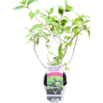 Casa si Gradina - Gradinarit si plante - Plante si ghivece - Plante in ghiveci - Hortensie, Hydrangea paniculata, MOJITO - Infinity.ro