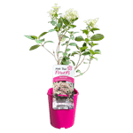 Casa si Gradina - Gradinarit si plante - Plante si ghivece - Plante in ghiveci - Hortensie, Hydrangea paniculata, POLESTAR - Infinity.ro