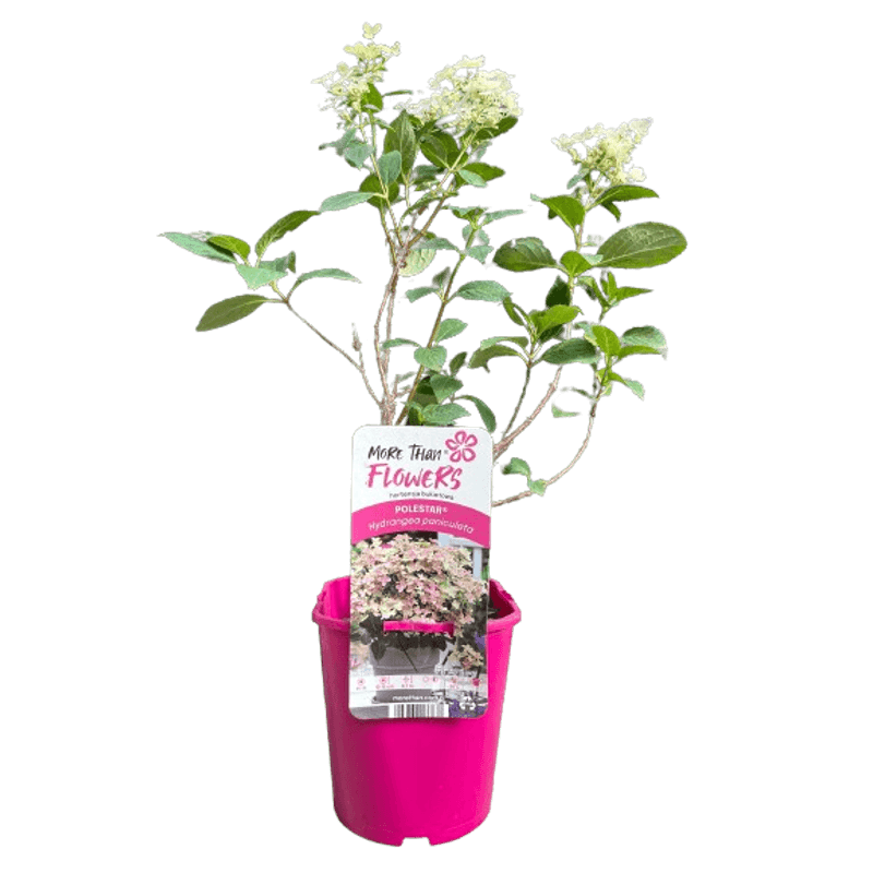 Casa si Gradina - Gradinarit si plante - Plante si ghivece - Plante in ghiveci - Hortensie, Hydrangea paniculata, POLESTAR - Infinity.ro