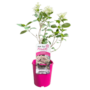 Casa si Gradina - Gradinarit si plante - Plante si ghivece - Infinity.ro