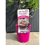 Casa si Gradina - Gradinarit si plante - Plante si ghivece - Plante in ghiveci - Hortensie, Hydrangea paniculata, POLESTAR - Infinity.ro