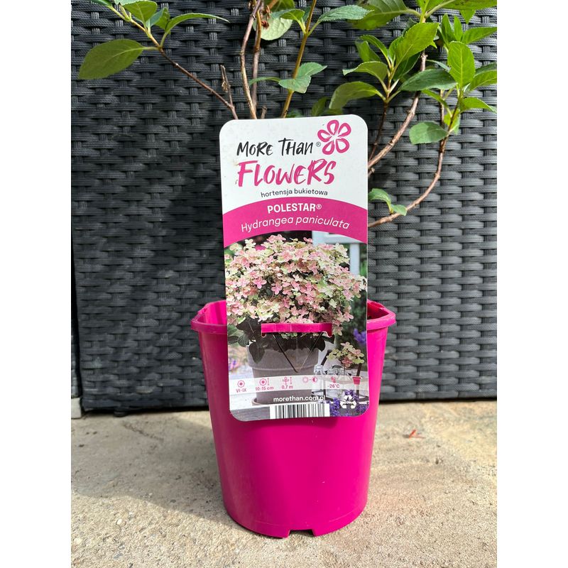 Casa si Gradina - Gradinarit si plante - Plante si ghivece - Plante in ghiveci - Hortensie, Hydrangea paniculata, POLESTAR - Infinity.ro