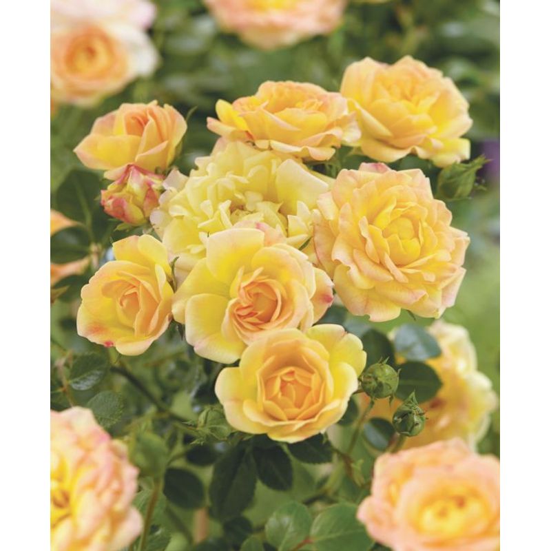 Casa si Gradina - Gradinarit si plante - Plante si ghivece - Bulbi, seminte si rasaduri - Trandafir pitic, Rosa Yellow Fairy C2, ghiveci 2 litri - Infinity.ro