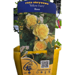 Casa si Gradina - Gradinarit si plante - Plante si ghivece - Bulbi, seminte si rasaduri - Trandafir pitic, Rosa Yellow Fairy C2, ghiveci 2 litri - Infinity.ro